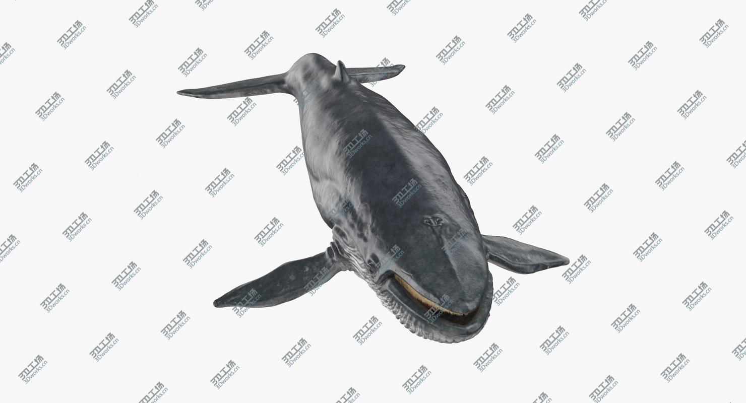 images/goods_img/2021040235/3D Blue Whale/4.jpg